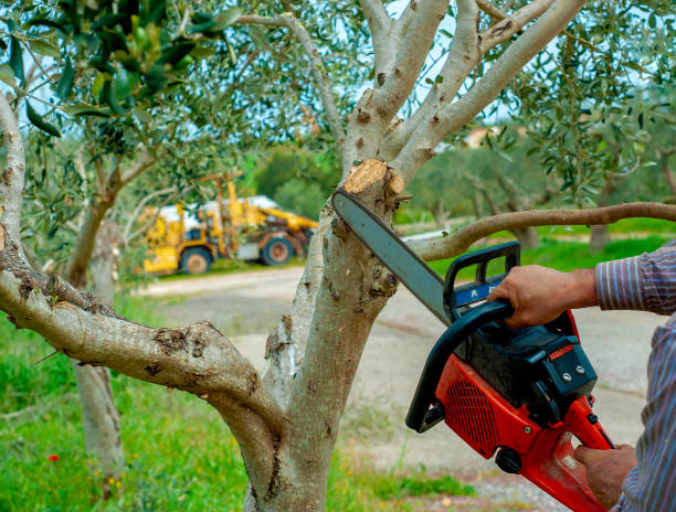 Best Tree Disease Treatment  in USA